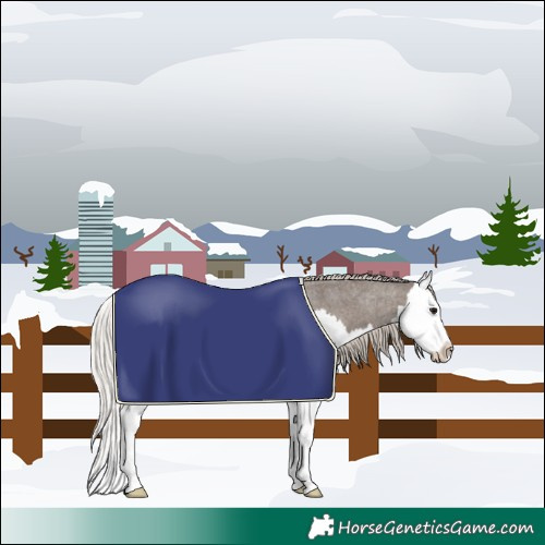 Horse Color:Silver Blue Roan Splash