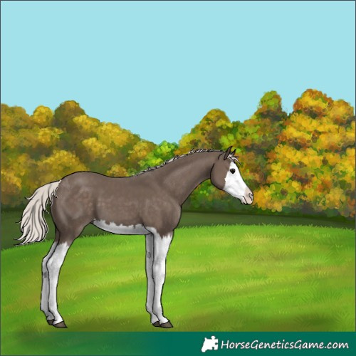 Horse Color:Silver Black Splash