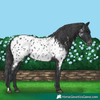 Horse Color:Black Near Leopard Rabicano 