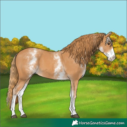 Horse Color:White Spotted Chestnut 