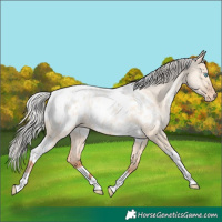 Horse Color:Silver Amber Champagne Pearl Dun Tobiano Blanket Rabicano  and Silver Amber Champagne Roan Pearl Dun Tobiano Blanket Rabicano 