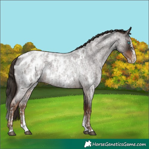 Horse Color:Liver Red Roan Sabino Splash Appaloosa and Liver Red Roan Sabino Splash Appaloosa