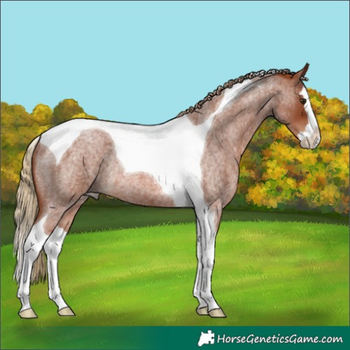 Horse Color:Red Roan Splash Tobiano Rabicano 