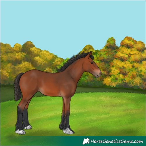 Horse Color:Bay 