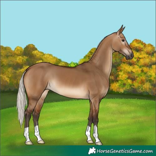 Horse Color:Gray Silver Bay Dun 