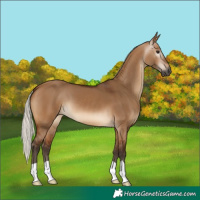 Horse Color:Gray Silver Bay Dun