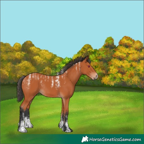 Horse Color:Powder White Bay Rabicano 