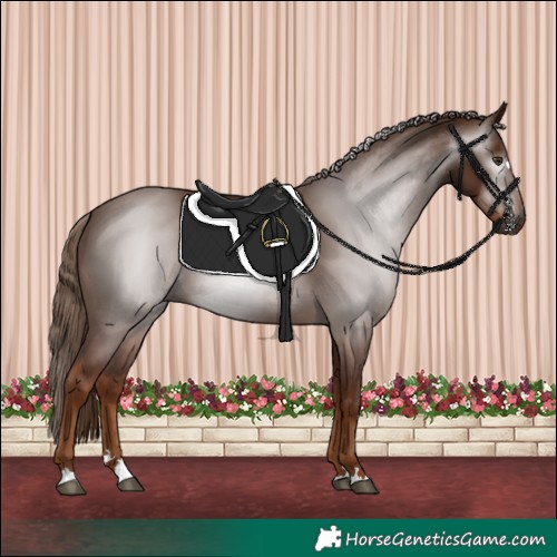 Horse Color:Gray Chestnut 