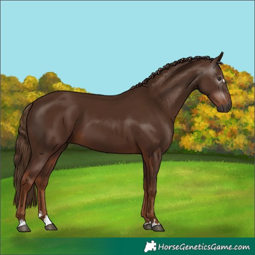 Horse Color:Gray Chestnut