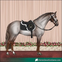 Horse Color:Gray Chestnut 