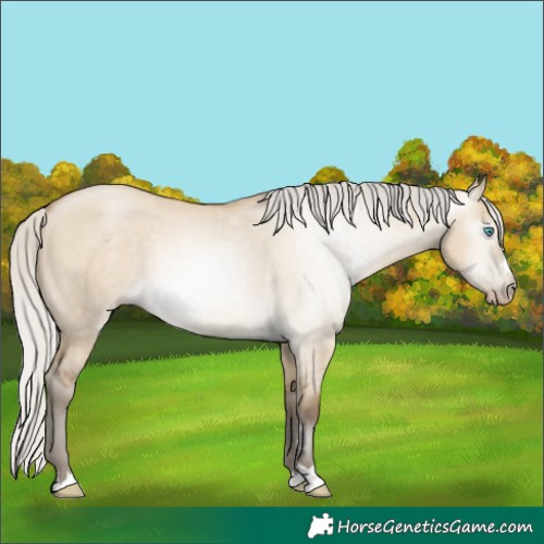 Horse Color:Gray Silver Buckskin Pearl Dun