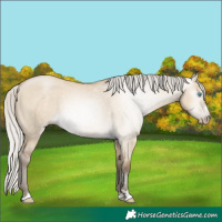 Horse Color:Gray Silver Buckskin Pearl Dun 
