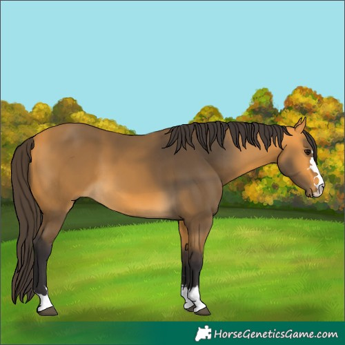 Horse Color:Buckskin 