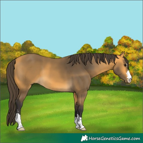 Horse Color:Buckskin 