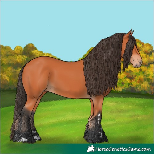 Horse Color:Bay 