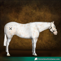 Horse Color:Silver Amber Champagne Pearl Dun Tobiano Near Leopard Rabicano  and Silver Amber Champagne Pearl Dun Tobiano Near Leopard Rabicano 