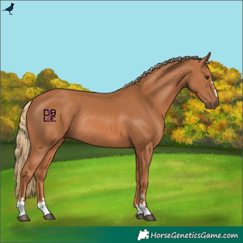 Horse Color:Chestnut Rabicano 