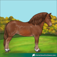 Horse Color:Chestnut 