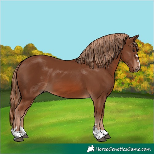 Horse Color:Chestnut 