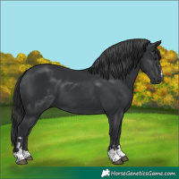 Horse Color:Unknown 