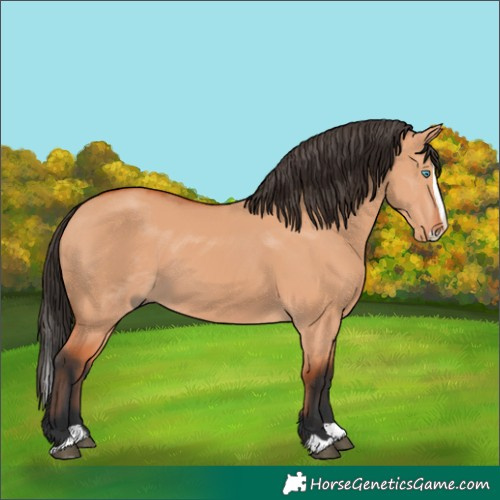 Horse Color:Bay Dun Splash 