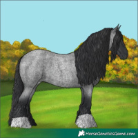 Horse Color:Blue Roan 