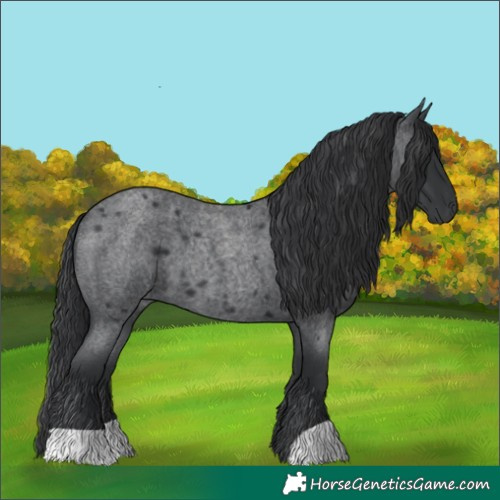 Horse Color:Blue Roan 