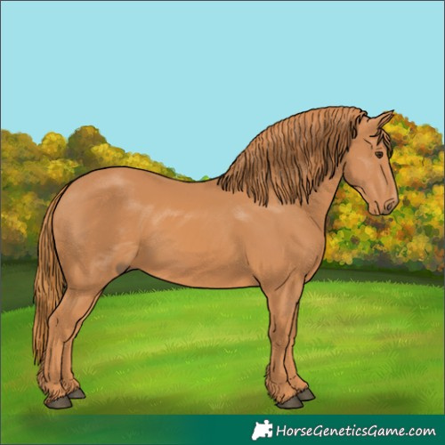 Horse Color:Chestnut 