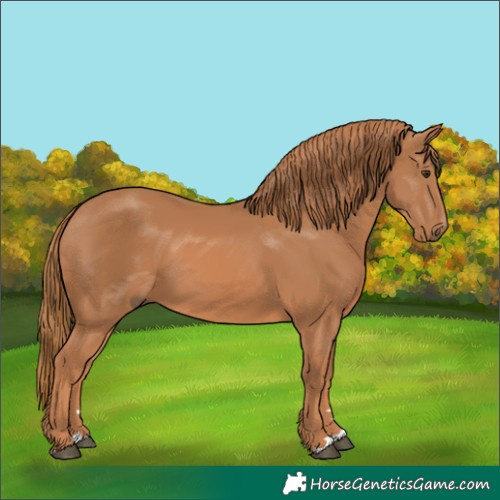 Horse Color:Chestnut 