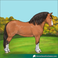 Horse Color:Bay 