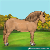 Horse Color:Chestnut Rabicano