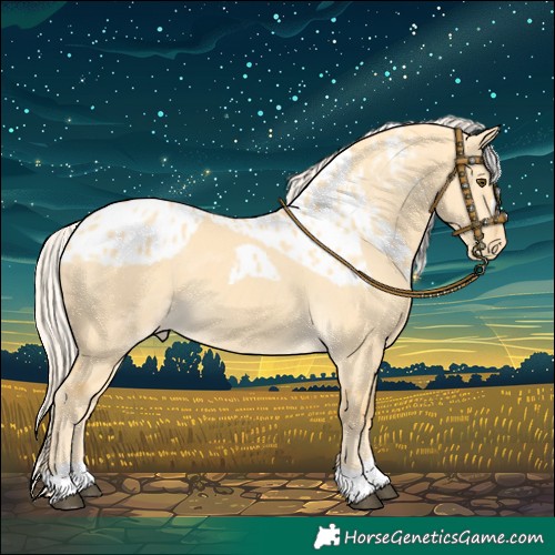 Horse Color:Palomino Dun Skewed Appaloosa