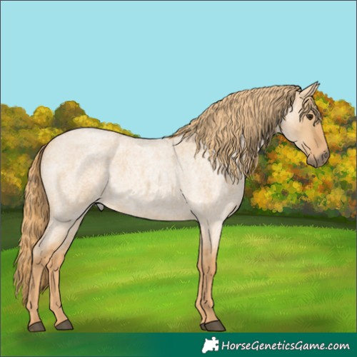 Horse Color:Red Dun Roan Rabicano
