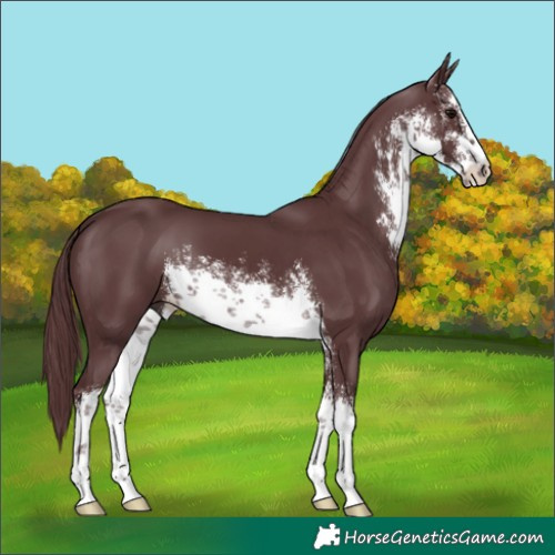 Horse Color:White Spotted Chocolate Black 