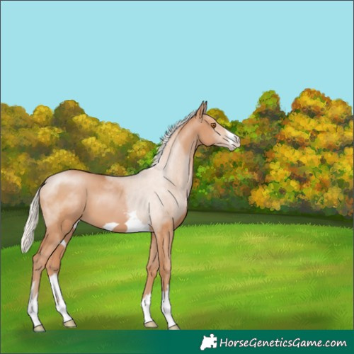 Horse Color:Silver Black Pearl 