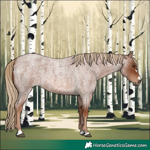 Horse Color:Red Roan 