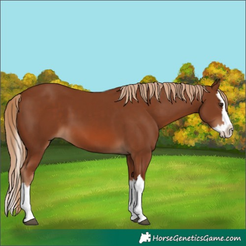 Horse Color:Unknown 