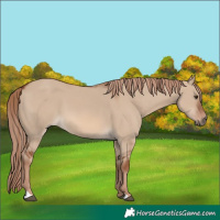 Horse Color:Red Dun