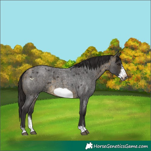 Horse Color:Buckskin Roan Sabino Frame 