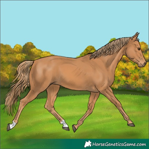 Horse Color:Chestnut 