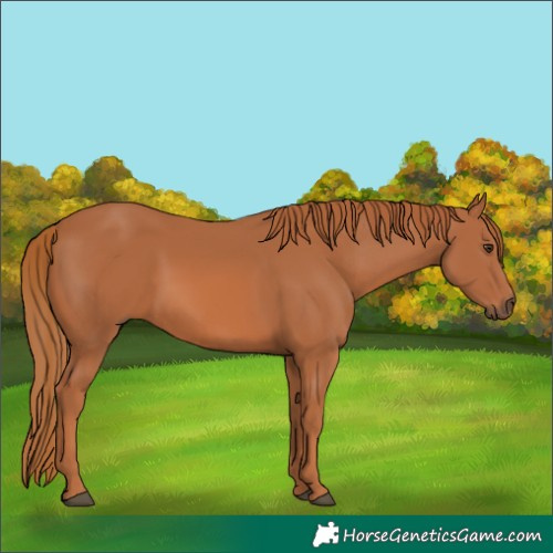 Horse Color:Chestnut 