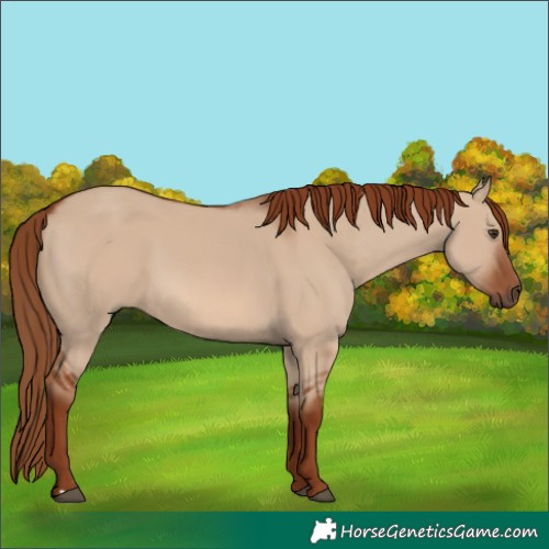 Horse Color:Unknown 