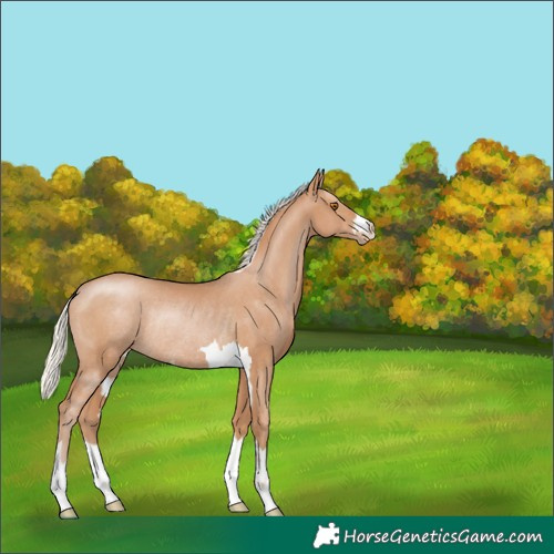 Horse Color:Silver Black Pearl Rabicano 