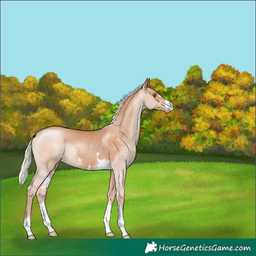 Horse Color:Silver Black Pearl 