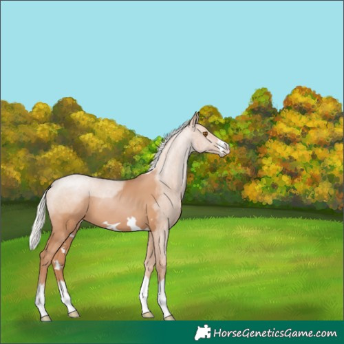 Horse Color:Silver Black Pearl 