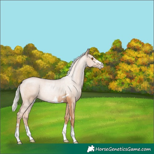 Horse Color:Silver Black Pearl Rabicano