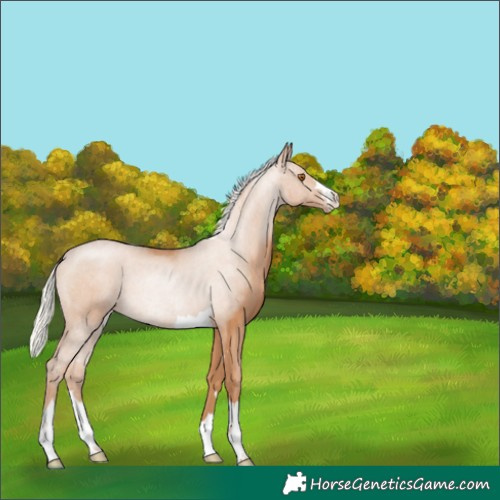 Horse Color:Silver Black Pearl