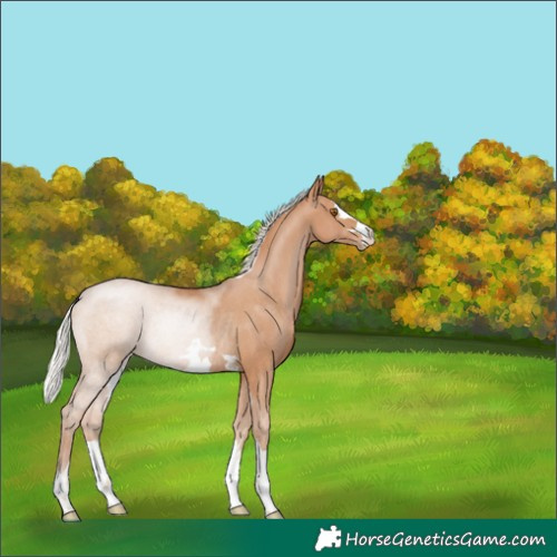 Horse Color:Silver Black Pearl Rabicano 