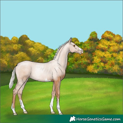 Horse Color:Silver Black Pearl 