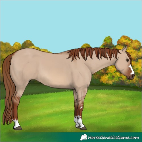 Horse Color:Red Dun 